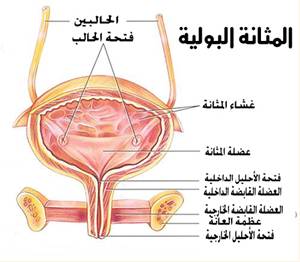 البرونزية